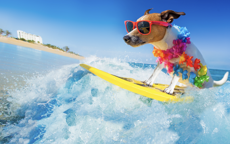 Anteprima dell'immagine